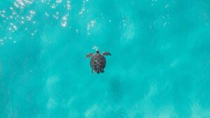 Aerial view of a turtle in blue water